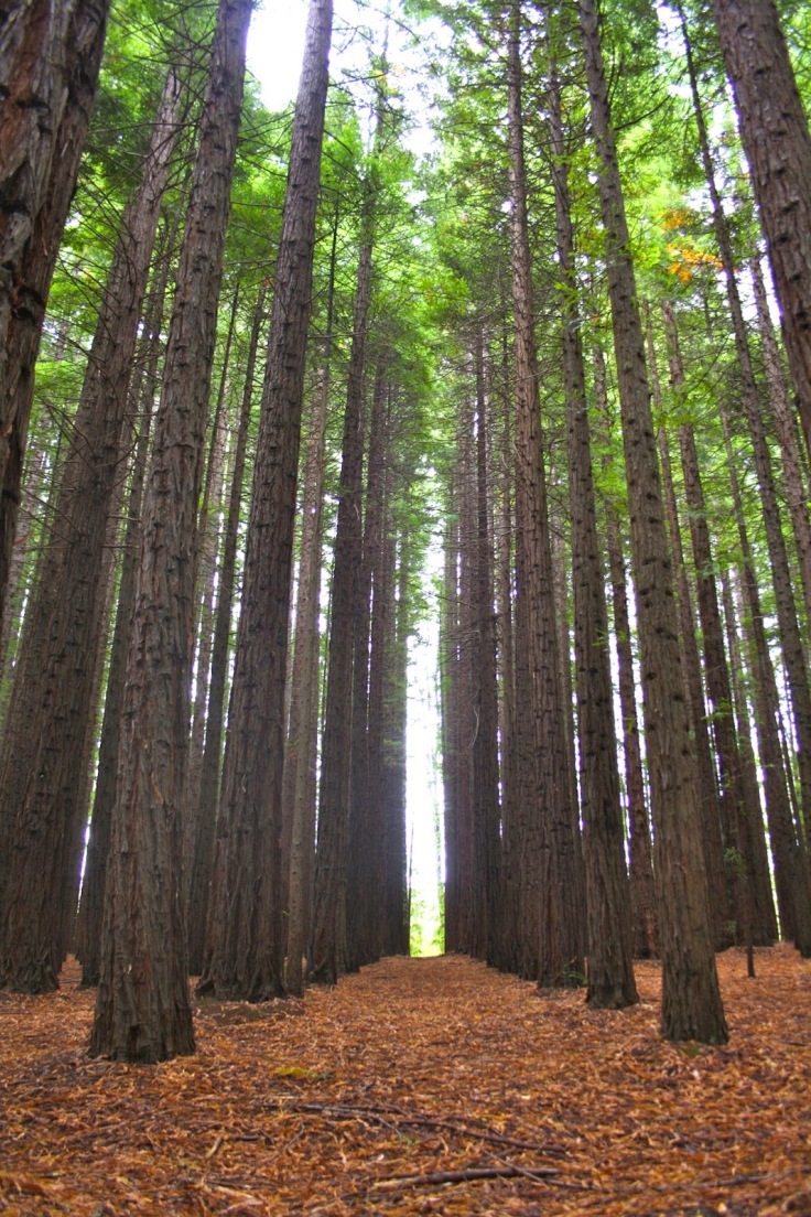warburton redwood.jpg